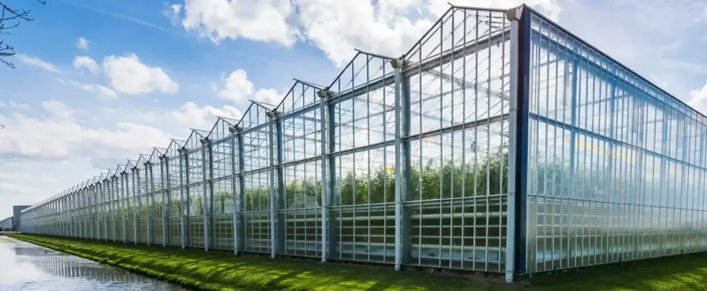 cannabis greenhouse